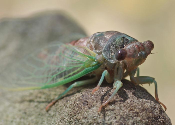 Young Cicada with green wings