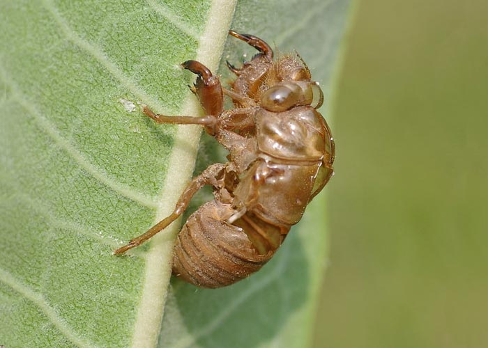 Cicada's nymph skin