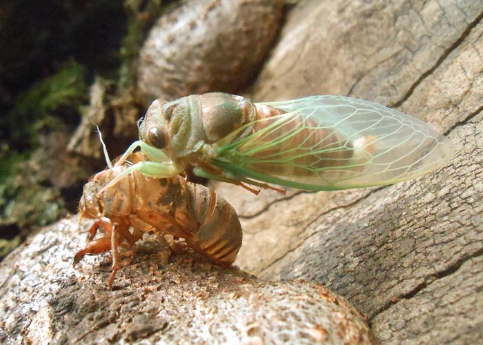 Cicada merging from nymph skin