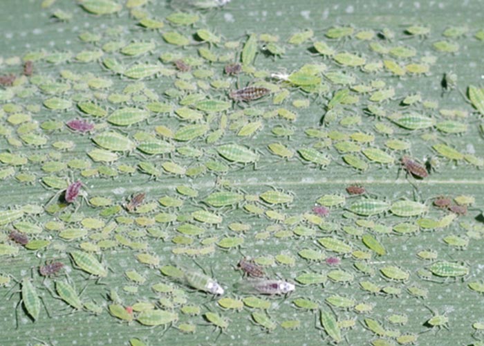 aphids-phragmites14-1rz
