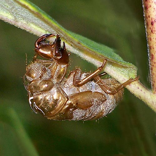 cicada-shell-8rz
