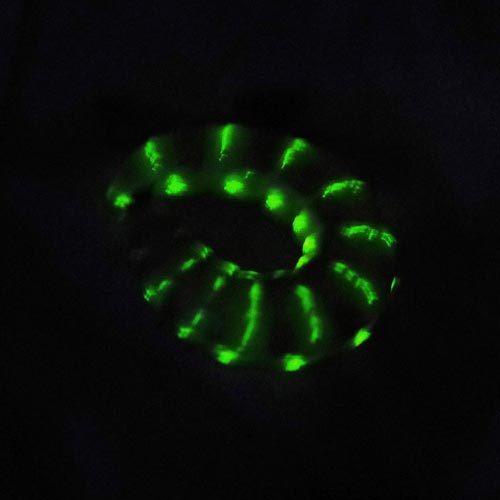 download glow worm beetle