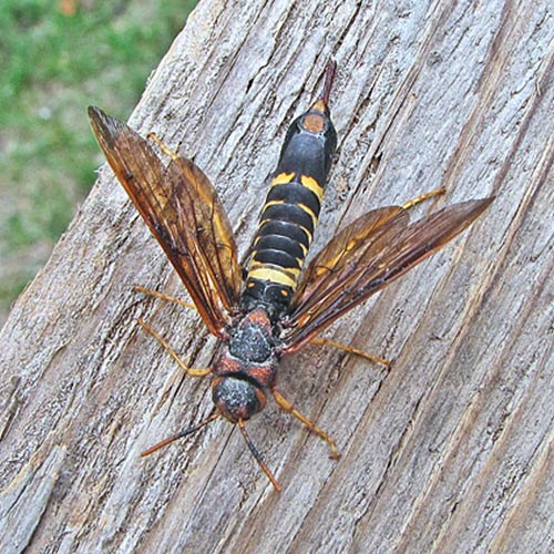 horntail-2sm