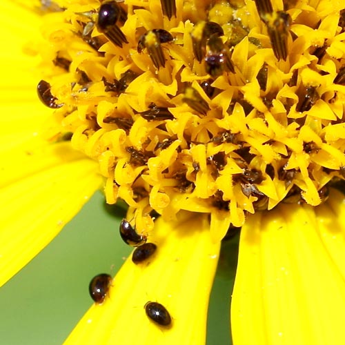 shining-flower-beetle-olibrus13-1