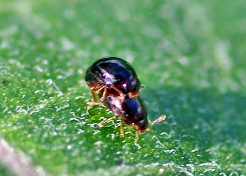 shining-flower-beetles-olibrus13-3