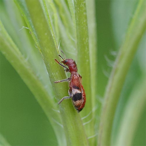 velvet-ant-mimic-beetle14-2