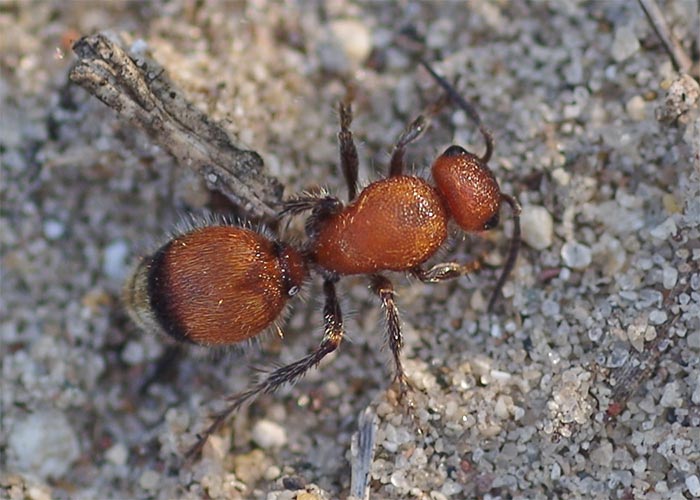 velvet-ant-rnc14-1