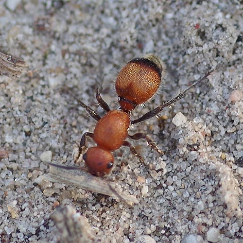 velvet-ant-rnc14-4
