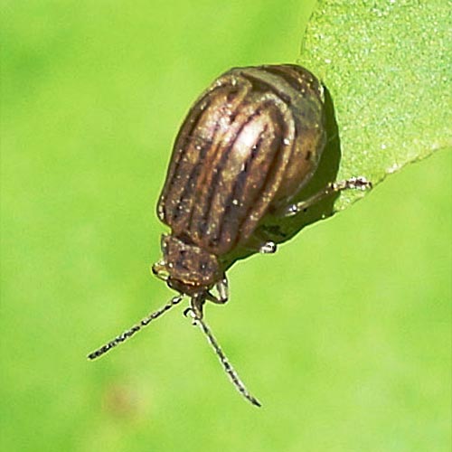 x-beetle-gravid13-1