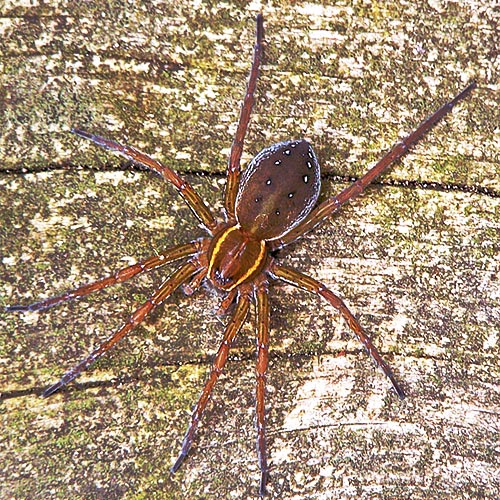 6-spotted-fishing-spider07-rz