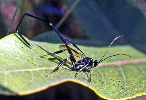 am-pelecinid-wasp
