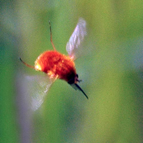 bee-fly10-1b