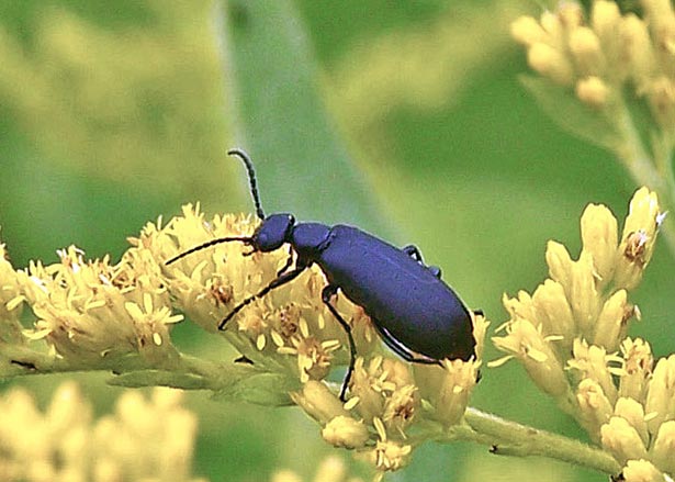 black-blister-beetle-2b