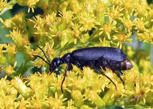 black-blister-beetle09-2