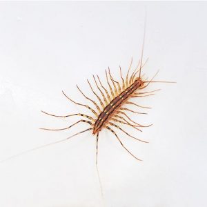 House Centipede (Family Scutigeridae) – Field Station