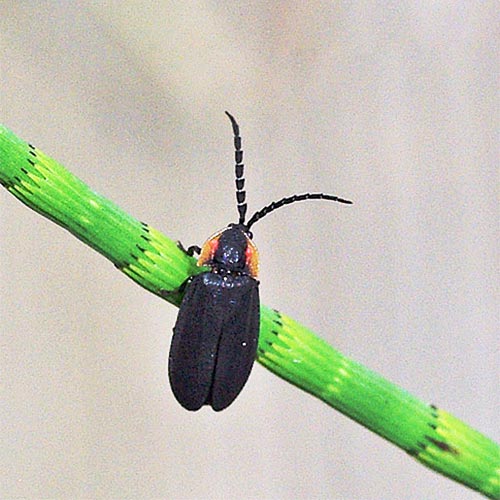 lghtng-beetle11-5rz