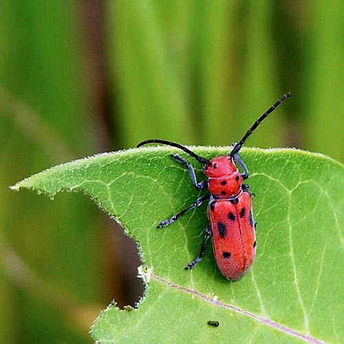 Red Milkweed Beetle Family Cerambycidae Field Station