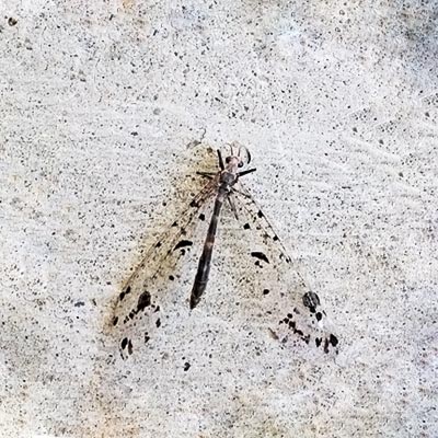 first winged insects