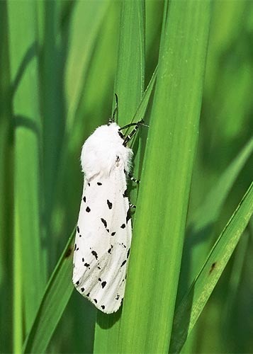 acraea-moth11-2