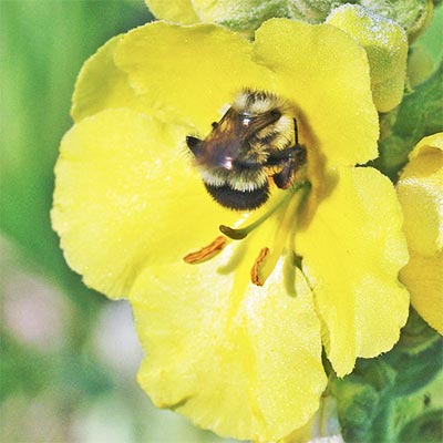bumblebee-10