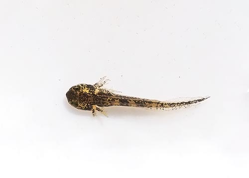 larval-salamander