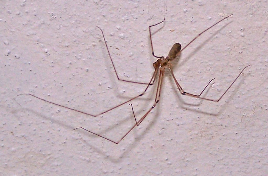 long bodied cellar spider web