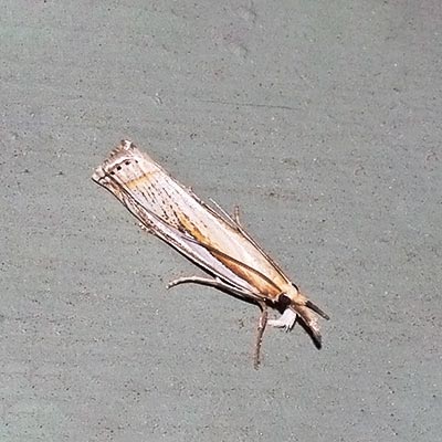 moth-crambus11-1rz