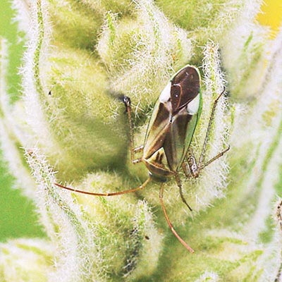 plant-bug-3