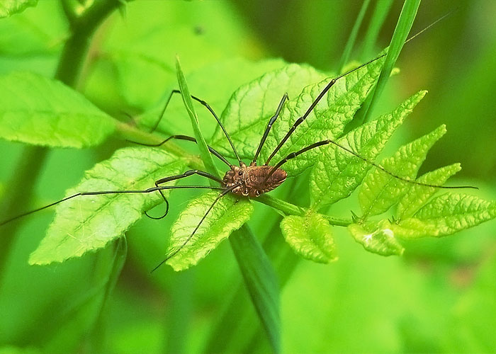 Daddy Long Legs  Spider Research
