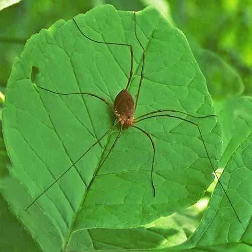 Daddy Longlegs Field Station Daddy long legs is one of our favorite funny games. daddy longlegs field station
