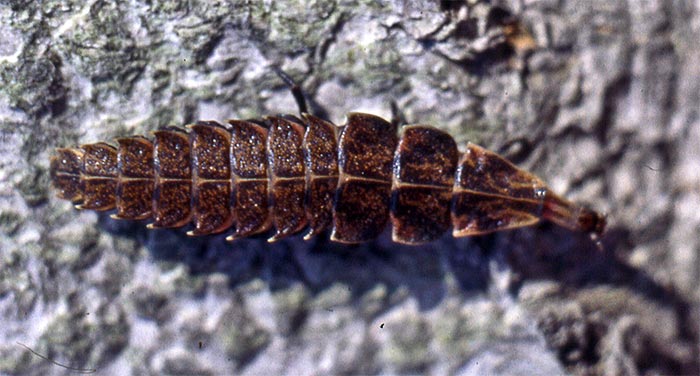 The natural history of Firefly larva needs more study.