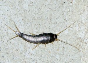 Silverfish (Family Tricholepidiidae) – Field Station