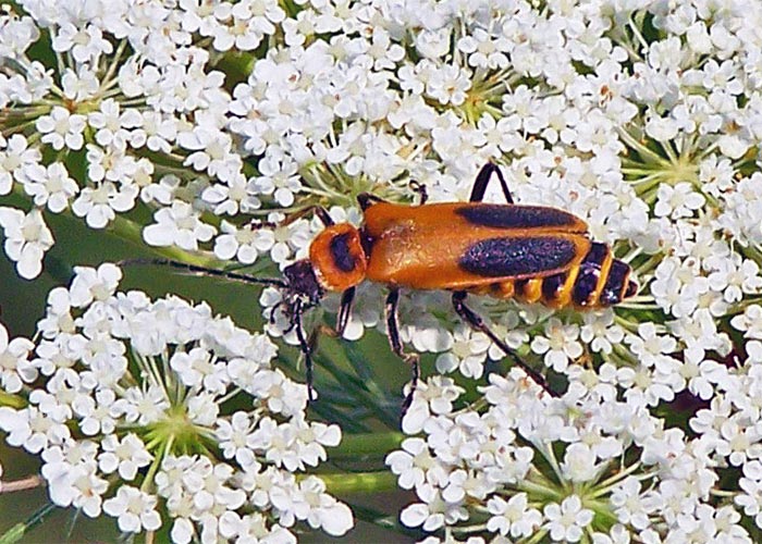 A Soldier beetle (Pennsylvania leatherwing) is a lightning bug mimic.