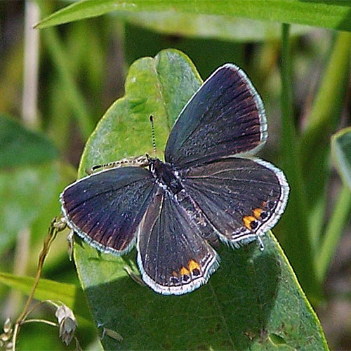 The upper wings of Eastern tailed blues are darker than the Azures’ wings
