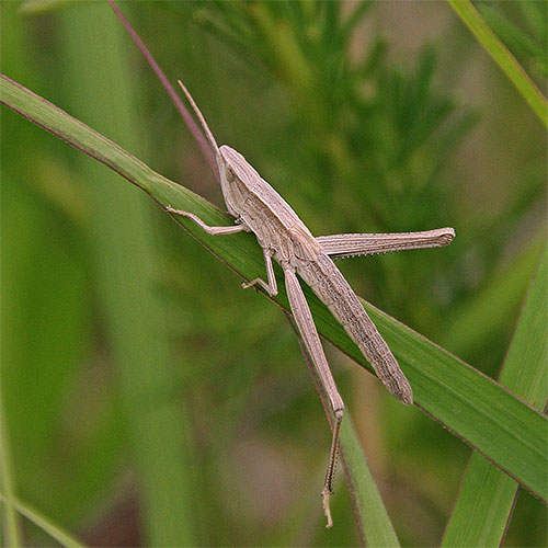 A female short-winged bunchgrass locust