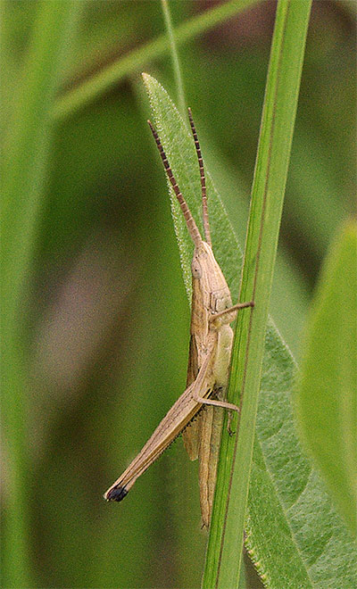 A male short-winged bunchgrass locust 