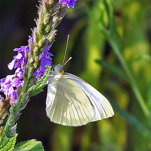 A cabbage white butterfly nectaring