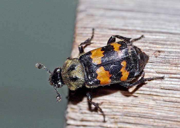 carrion-beetle-2