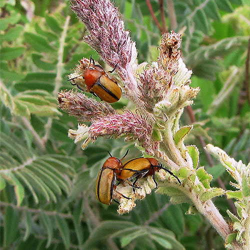 Clay-colored leaf beetles eat and frolic on leadplant