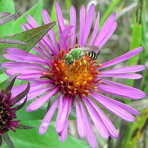 Sweat bees are seen late into the autumn