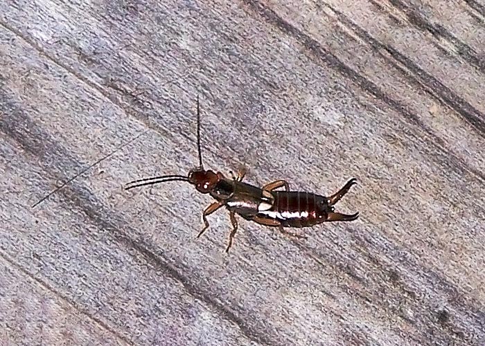 How To Get Rid Of Earwigs in The Garden