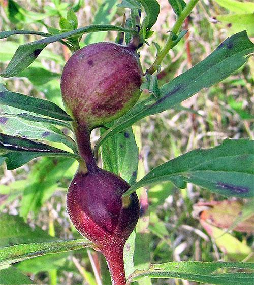 Two galls may occupy the same stem