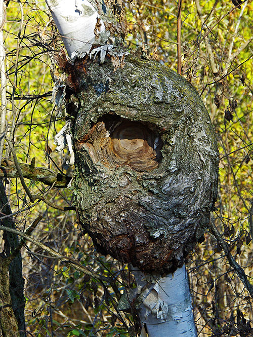 A bushel-basket-sized canker on a birch tree