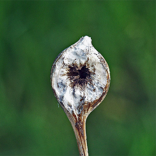 The inside of a ball gall