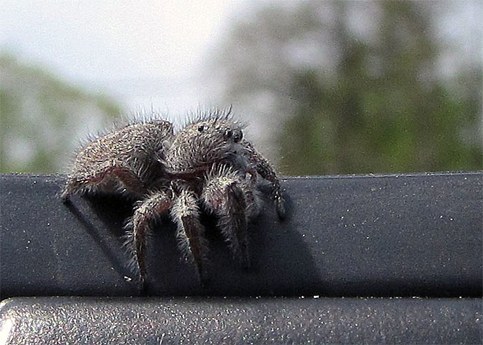 This jumping spider looks like a spider hand puppet