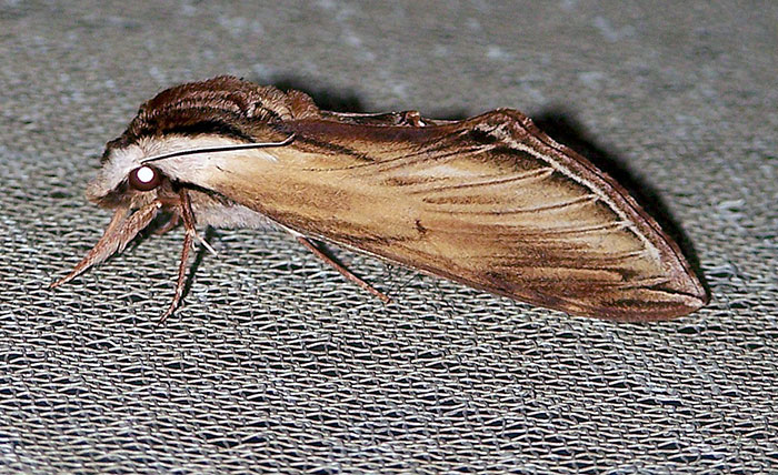 laurel-moth-1