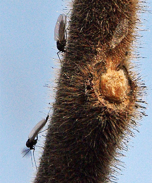 A Midges (lower) and a black fly (upper) in spring