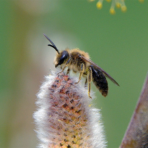 If pussy willows are among the first flowers of spring, mining bees are among the first flying pollinators