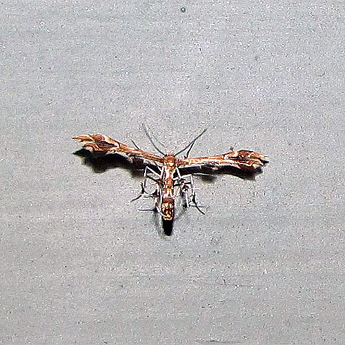 Plume moths are often attracted to porch lights
