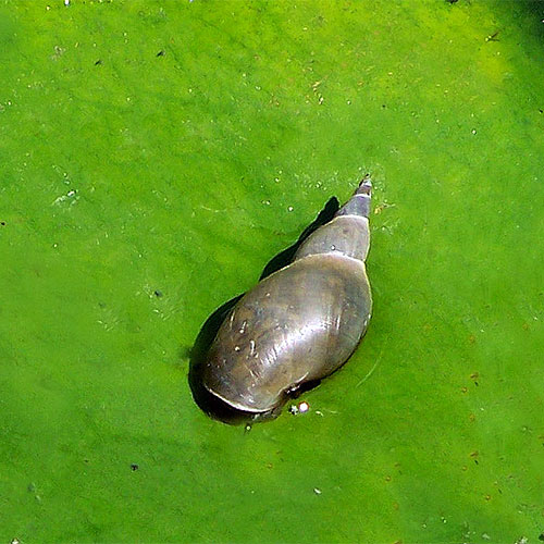 A right-handed pond snail